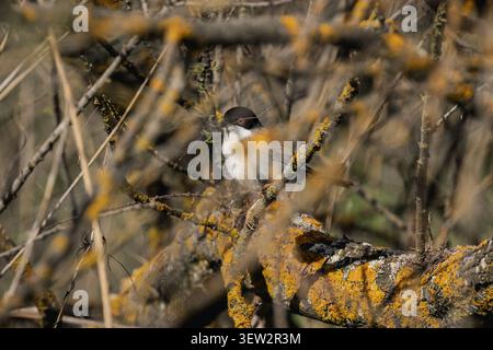 Paruline sarde (Curruca melanocephala) tenant du matériel de nid, perché sur des lichens sur une branche à Las Tablas de Daimiel, Espagne Banque D'Images