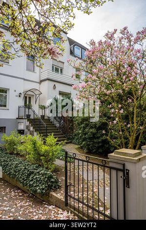 Entrée d'une maison de ville blanche avec escaliers et un magnolia rose en fleurs dans le jardin avant à Hambourg, Allemagne. Banque D'Images