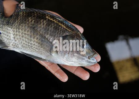 Homme tenant un grand poisson frais de Tilapia dans une ferme piscicole Banque D'Images