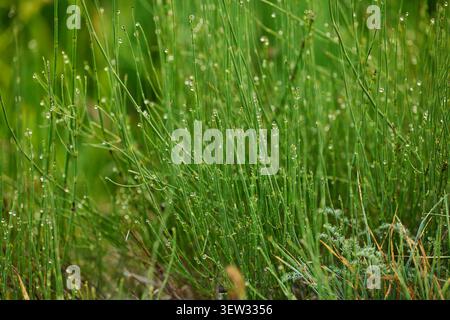 Gros plan des gouttes d'eau sur l'herbe verte fraîche due à la rosée du matin Banque D'Images
