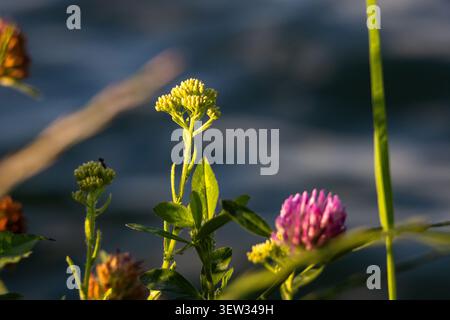 Les fleurs sauvages brillent au bord de l'eau avec un bourgeon jaune et un trèfle rose se prélassant dans la lumière de l'heure dorée tandis que de douces ondulations floues derrière elles suggèrent rené Banque D'Images