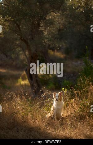 Un border collie est assis dans de hautes herbes sous des oliviers ombragés. Le soleil couchant crée une lumière dramatique sur la fourrure du chien et le sec environnant Banque D'Images