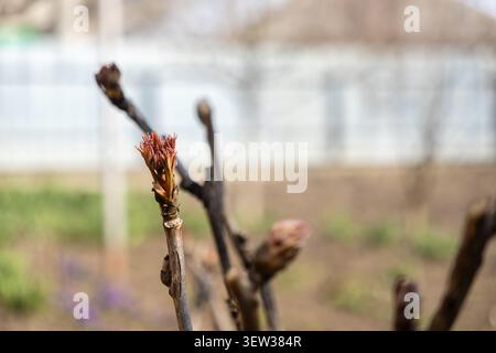 Vue macro de bourgeons floraux germant sur des tiges de plantes brunes au début du printemps, capturant l'essence de la renaissance et de la croissance dans un cadre de jardin comme le vent Banque D'Images