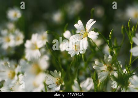 Petites fleurs de printemps blanches Starwort sur un pré avec un fond flou foncé Banque D'Images