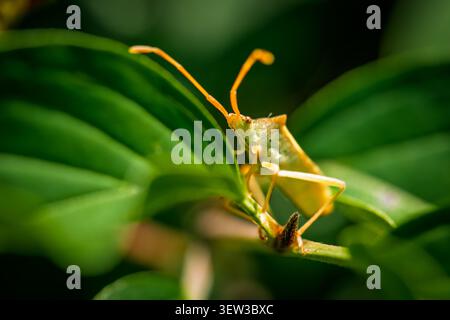 Macro d'un insecte de quai Coreus marginatus perché sur des baies vertes avec de longues antennes orange et texture corporelle détaillée sous la lumière du jour, photographie macro d'insectes Banque D'Images