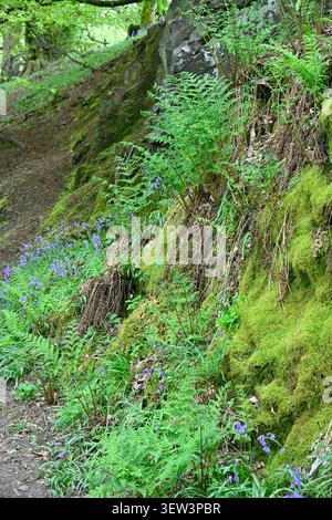Banque boisée moussue avec fougères et bluebells UK May Banque D'Images