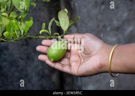Gros plan de la main féminine avec bracelet doré tenant des fruits de citron vert frais sur une branche épineuse avec des feuilles dans le jardin, mettant en vedette la harv d'arrière-cour biologique Banque D'Images
