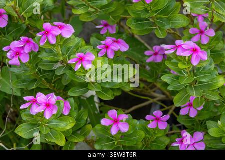 Fleurs de pervenche rose éclatantes fleurissant en grappes avec des feuilles vertes fraîches dans un jardin ensoleillé sur le toit. Beauté naturelle de la flore estivale luxuriante, parfait f Banque D'Images
