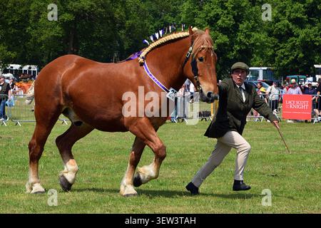 Cheval Suffolk Punch montré en main au Suffolk Show, Suffolk, Angleterre Banque D'Images