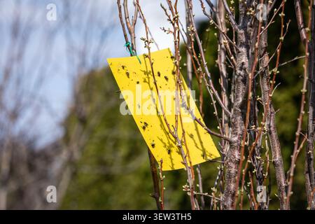 Piège collant jaune attrapant les parasites volants placés sur les branches d'arbres dans le jardin Banque D'Images