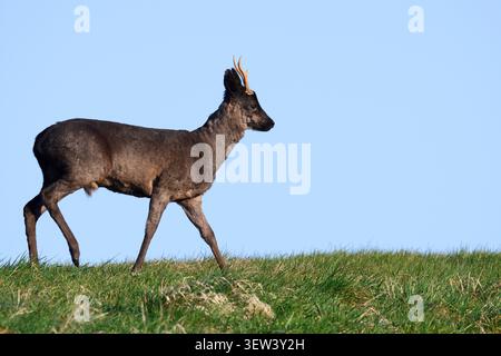 Cerf d'Europe (Capreolus capreolus), buck noir, basse-Saxe, Allemagne | Europäisches Reh (Capreolus capreolus), schwarzer Rehbock, Niedersachsen Banque D'Images