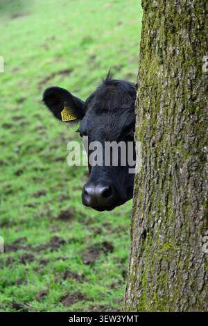 Tête de jeune vache Angus noire, ou génisse, avec une étiquette d'oreille jaune, regardant derrière un arbre. Banque D'Images