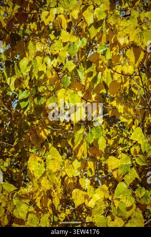 Vue rapprochée du feuillage d'automne d'un arbre à feuilles caduques, présentant un motif dense de feuilles de peuplier jaune vif et vert citron. La lumière du soleil filtre Banque D'Images