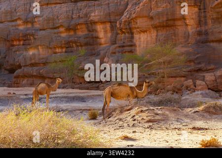 Deux chameaux (Camelus dromedarius) dans les montagnes Tadrart Rouge. Parc national du Tassili N'Ajjer, Algérie, Afrique Banque D'Images