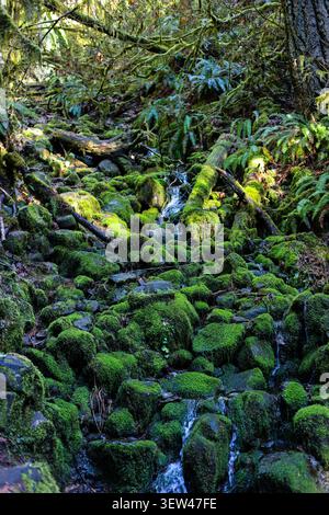Mossy Forest Stream - Un petit ruisseau d'eau qui coule sur les roches vertes vives et les grumes forestières Banque D'Images