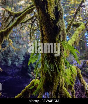 Épiphytes forestières - fougères vertes vibrantes poussant à partir d'un tronc d'arbre couvert de mousse dans une forêt du nord-ouest du Pacifique Banque D'Images