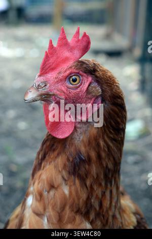 Portrait rapproché d'une poule pondeuse brune Banque D'Images