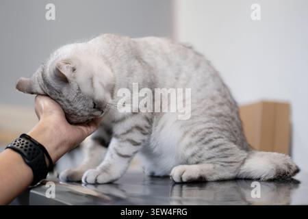 Un chat British Shorthair aux rayures argentées frottant doucement sa tête contre une main Banque D'Images