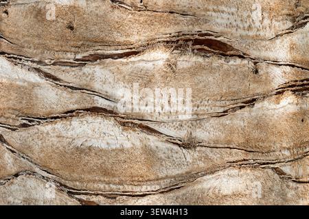 Gros plan d'un tronc de palmier texturé avec des motifs rugueux et fibreux et des fissures profondes. Banque D'Images