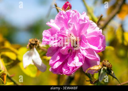 Rose de jardin rose volanté fleurissant dans une roseraie au printemps Banque D'Images