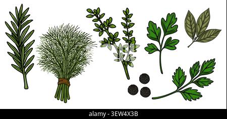 Ensemble de vecteur d'herbes fraîches et d'épices pour la cuisine Illustration de Vecteur