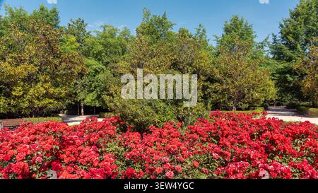 Une multitude de roses rouges sur une place dans le célèbre parc du Retiro à Madrid, Espagne. Banque D'Images