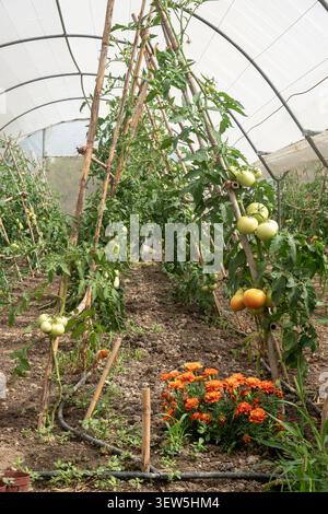 Intérieur d'un tunnel de serre commercial avec des plants de tomates sur des treillis en bois et des fleurs d'orange. Banque D'Images