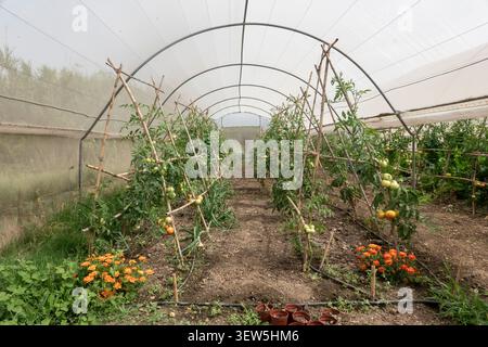 Intérieur d'un tunnel de serre commercial avec des plants de tomates sur des treillis en bois et des fleurs d'orange. Banque D'Images