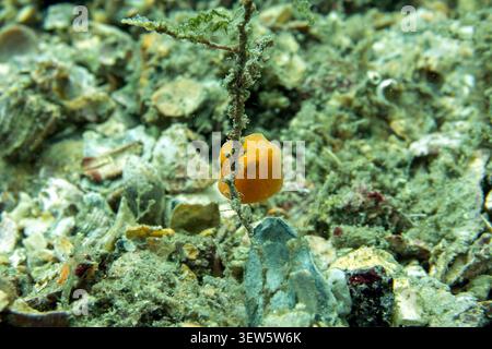 Petite créature vibrante : Vue macro sous-marine d'un jeune poisson-bois orange reposant dans un habitat marin camouflé, Floride Banque D'Images