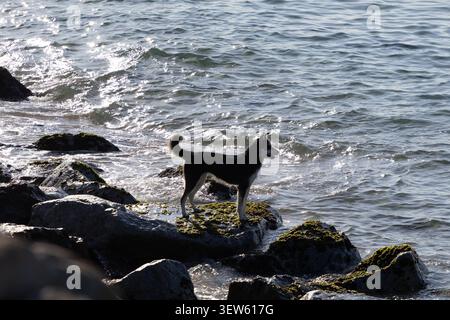 Husky sibérien noir et blanc debout sur les rochers côtiers couverts de mousse au bord de la mer, regardant les vagues douces de l'océan sous la lumière naturelle éclatante du soleil. Sceni Banque D'Images