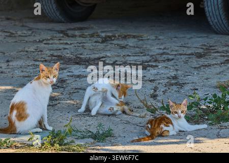 Trois chats reposant sur le sol à Albufera Valencia. Banque D'Images