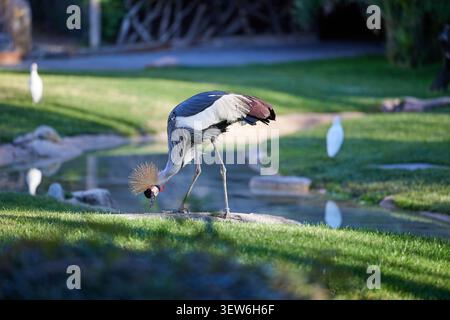 La grue couronnée orientale se tient seule sur l'herbe verte Banque D'Images