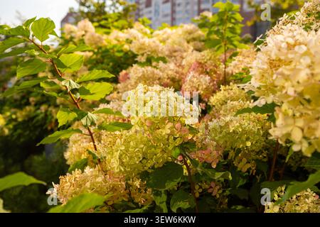 Hydrangea paniculata Little Lime ou Graffiti. paniculer les buissons d'hortensia vert en automne. design de l'espace urbain. Hydrangea paniculata Limelight Prime Banque D'Images