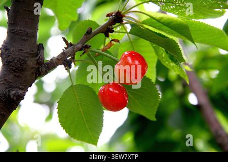 Deux cerises rondes et doquetées pendent délicatement d'une branche noueuse, leur peau étant d'un rouge cerise éclatant et brillant qui ressemble au jade rouge translucide. Le smoo Banque D'Images
