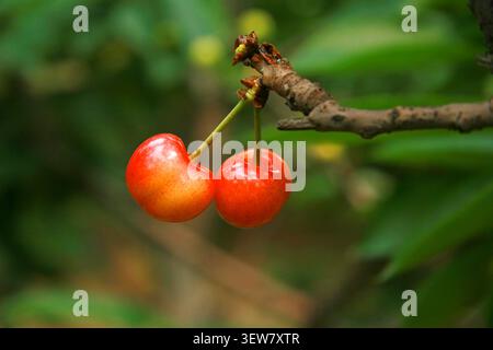 Deux cerises pendent en tandem à une branche brune altérée. Le fruit gauche affiche un gradient de rouge orangé, dégageant une translucidité fraîche, tandis que le Banque D'Images