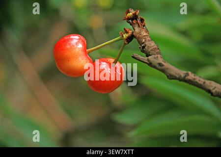 Deux cerises pendent en tandem à une branche brune altérée. Le fruit gauche affiche un gradient de rouge orangé, dégageant une translucidité fraîche, tandis que le Banque D'Images