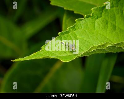 Plan macro d'une petite mouche verte irisée perchée sur une feuille vert vif avec un petit trou dans un fond naturel doux Banque D'Images