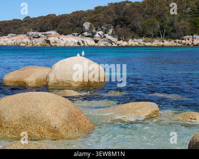 Image de Sloop Reef Bay dans Bay of Fires, regardant d'un promontoire à l'autre. Beaux rochers avec deux mouettes assis sur l'un d'eux et la mer bleue Banque D'Images
