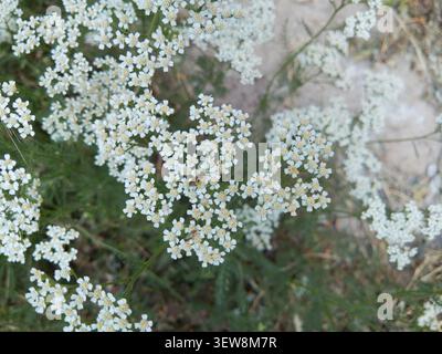 Abeille à sueur collectant le nectar sur les fleurs blanches en gros plan, petite abeille halictide pollinisant Achillea millefolium fleur sauvage. Banque D'Images