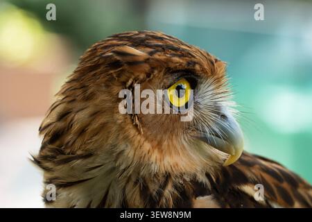 Portrait de profil en gros plan d'une tête de hibou montrant des plumes détaillées et un œil jaune vif Banque D'Images