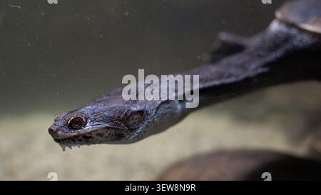 Vue de profil rapprochée d'une tête de tortue à cou de serpent et d'un cou allongé sous l'eau Banque D'Images