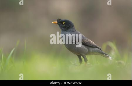 Jungle Myna (Acridotheres fuscus) debout sur un terrain herbeux, Sreepur, Gazipur, Bangladesh Banque D'Images