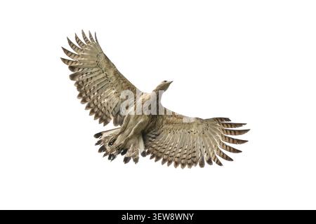 Aigle à tête grise (Icthyophaga ichthyaetus) volant en vol à mi-vol, Sreepur, Gazipur, Bangladesh Banque D'Images