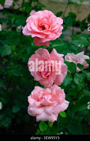 trois roses verticale composition dans le jardin Banque D'Images
