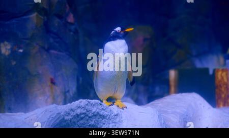 Pingouin Gentoo debout sur la glace dans un habitat bleu Banque D'Images