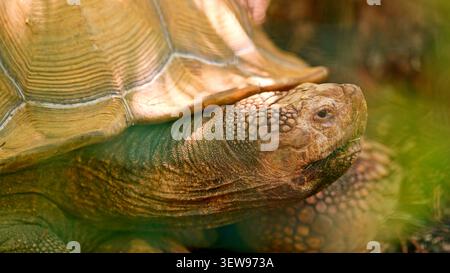 Tortue africaine de près en plein air en profitant de la nature Banque D'Images