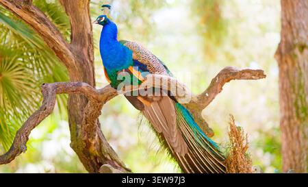Paon sur une branche d'arbre présentant des plumes colorées vives Banque D'Images