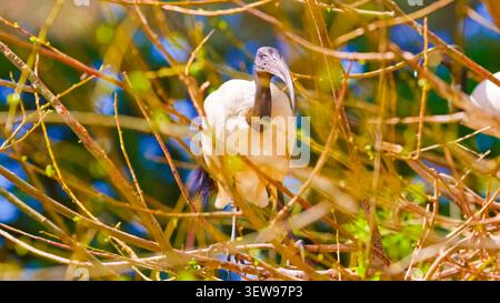 Oiseau ibis blanc australien perché dans des branches d'arbres Banque D'Images