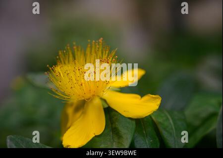 Un macro plan détaillé d'une fleur d'Hypericum calycinum, mettant en avant ses grandes pétales jaunes vifs et un groupe proéminent de longues étamines munies de Banque D'Images