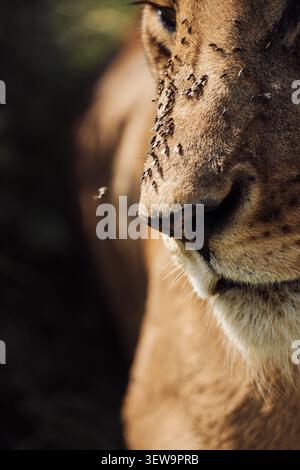 Portrait détaillé d'une lionne avec des mouches sur son visage Banque D'Images